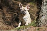 BOULEDOGUE FRANCAIS 546